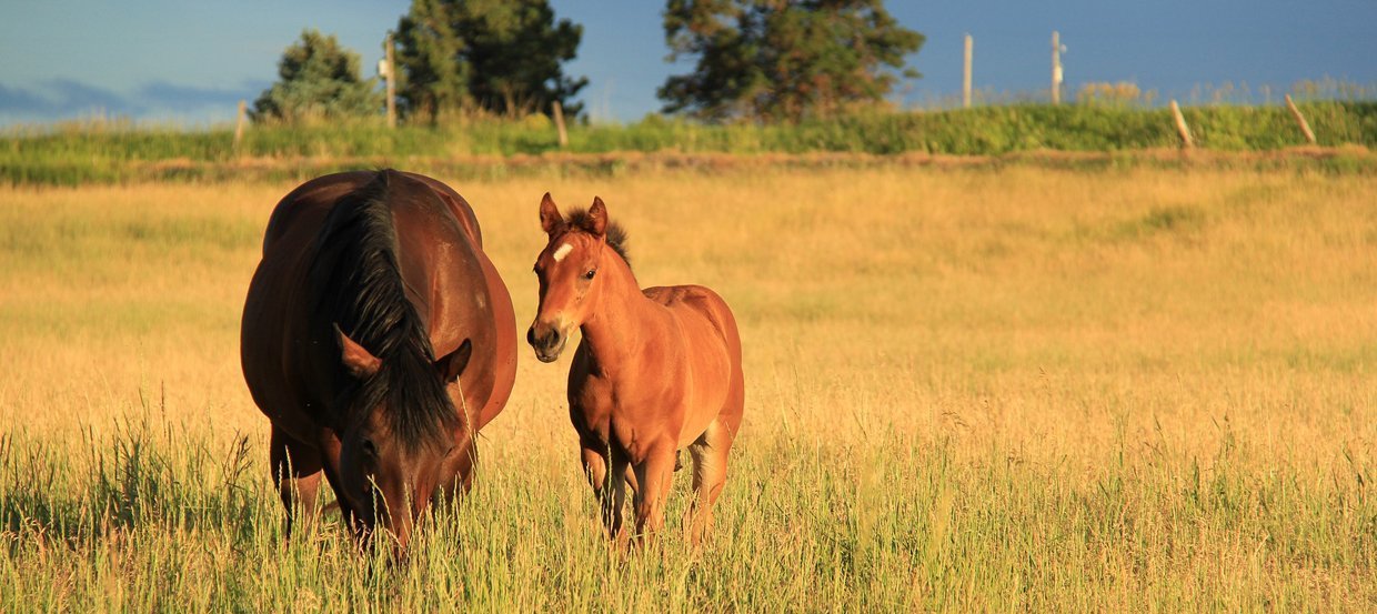 Saillie de sa jument ou insémination ? Tout sur la reproduction du cheval 