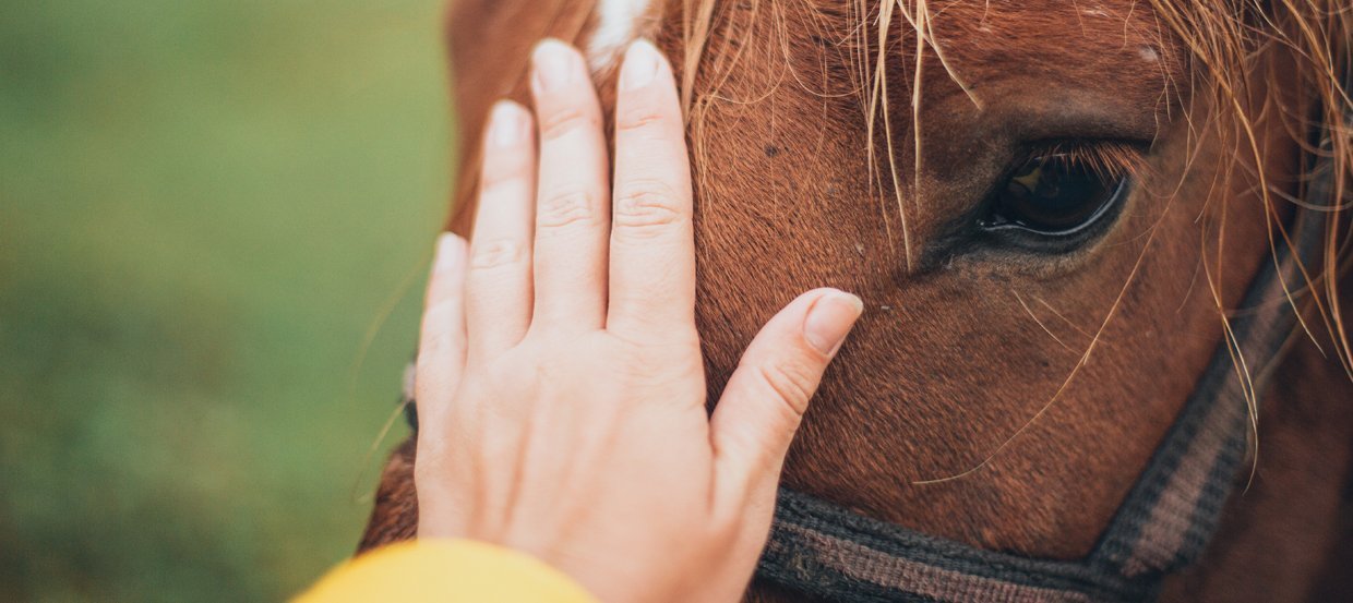 Température du cheval : quand et comment la prendre ? Causes possibles 