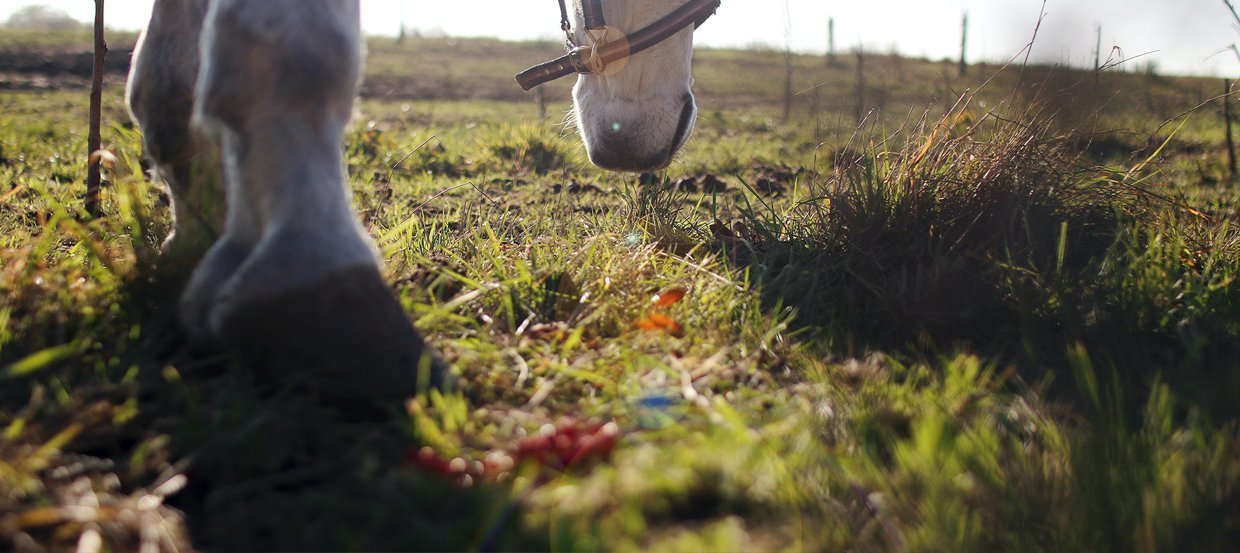 Vermifuger son cheval : quand, comment, quel vermifuge à quelle saison ? 