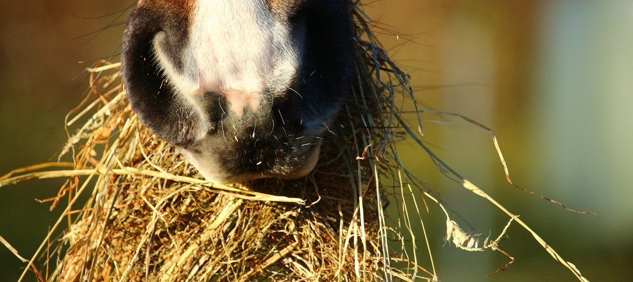 Poids du cheval : pourquoi le peser ? Poids moyen, poids du poney