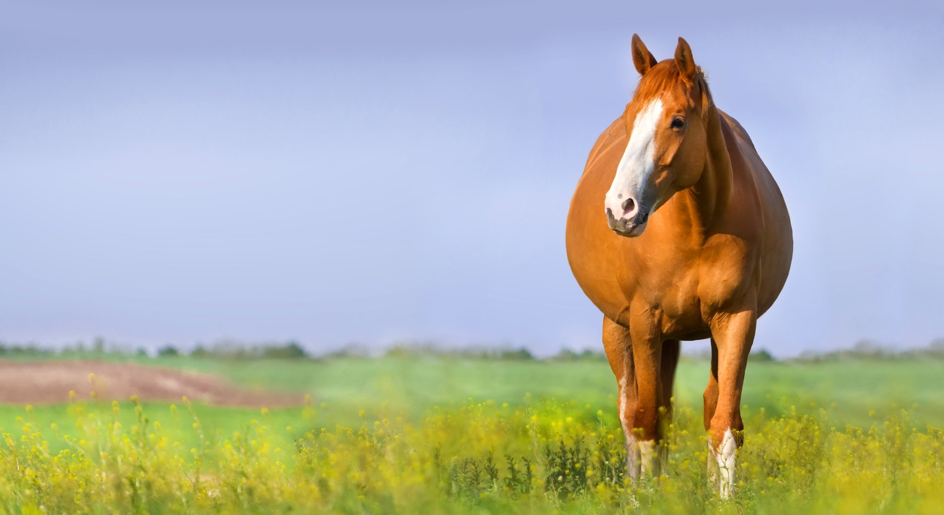 Gestation du cheval comment se déroule la mise bas chez la jument