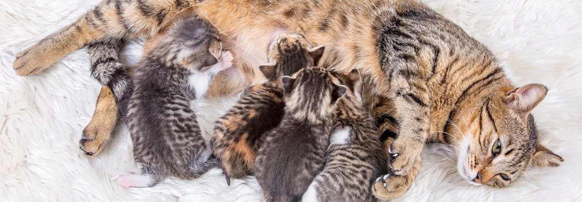 La gestation du chat 