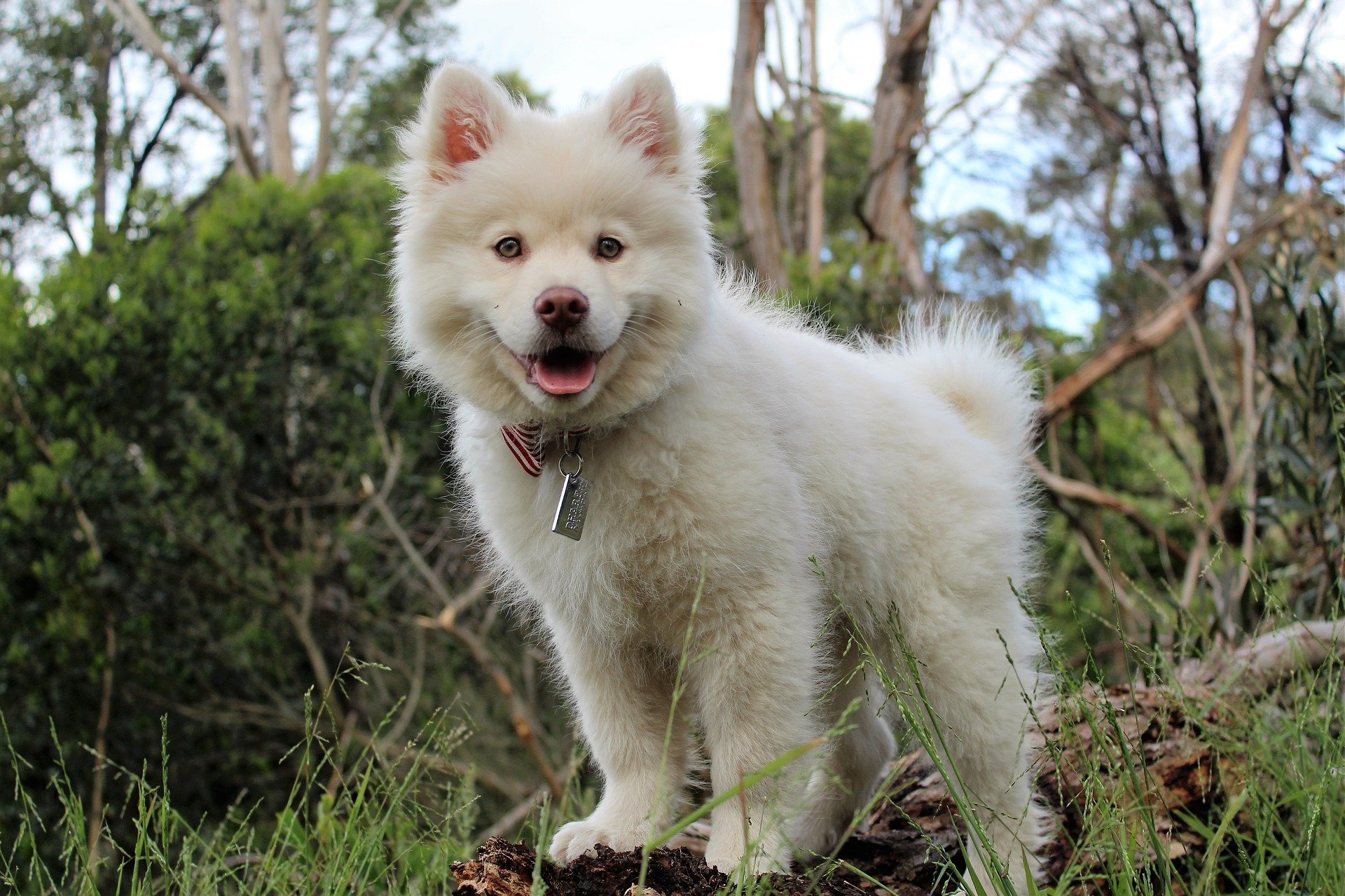 Stériliser son chien mâle ou femelle : pourquoi, à quel âge, inconvénients et prix ?