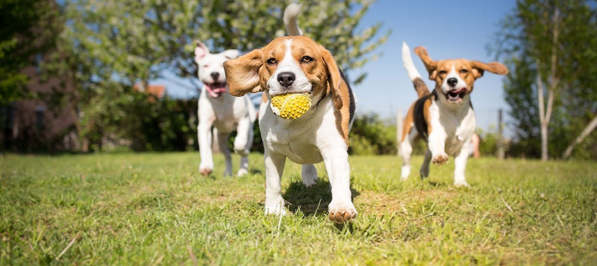 Protégez votre chien au quotidien et en voyage grâce à la vaccination