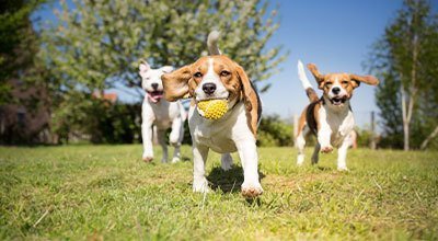 Protégez votre chien au quotidien et en voyage grâce à la vaccination