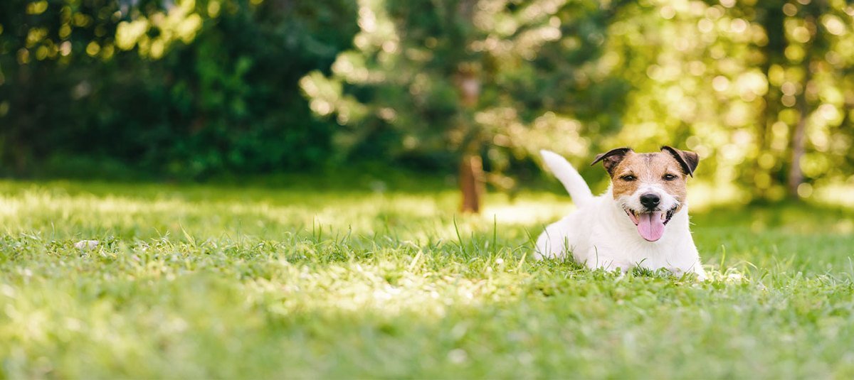 Aliments et croquettes hypoallergéniques : pour les chiens souffrant d&#039;une allergie alimentaire ?