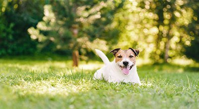 Aliments et croquettes hypoallergéniques : pour les chiens souffrant d'une allergie alimentaire ?