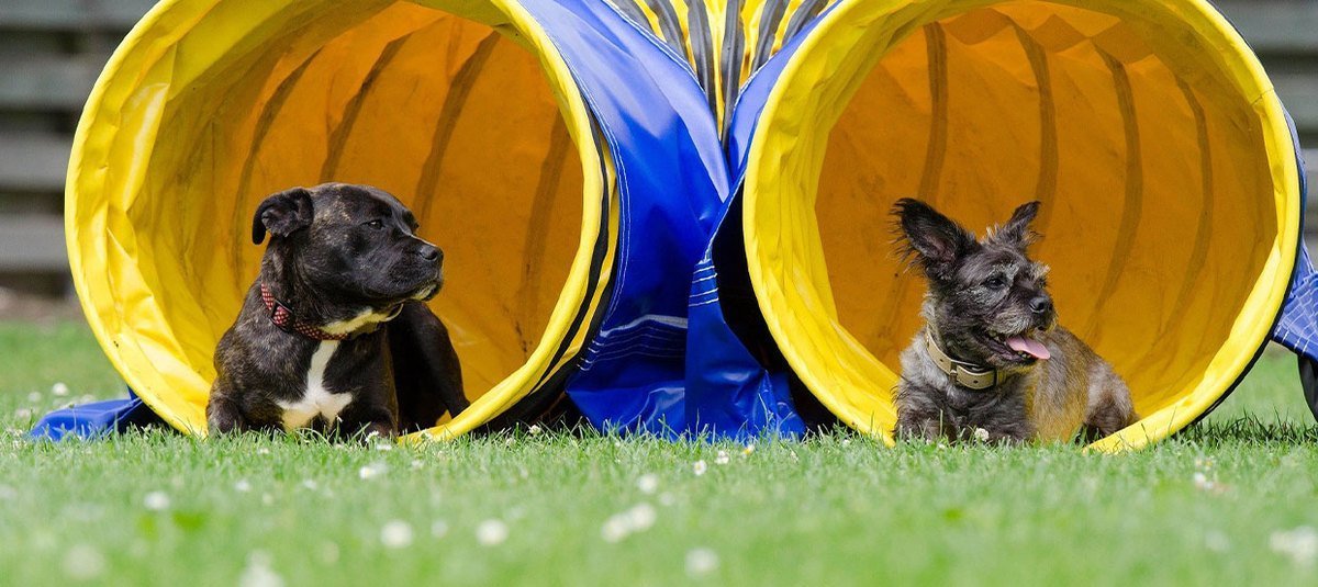 S’inscrire dans un club canin : une décision importante pour une relation réussie