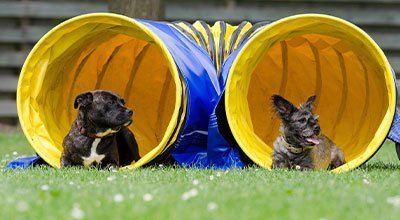 S’inscrire dans un club canin : une décision importante pour une relation réussie