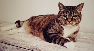 Mon chat a la diarrhée : pourquoi ? Que faire ? Comment la prévenir ?