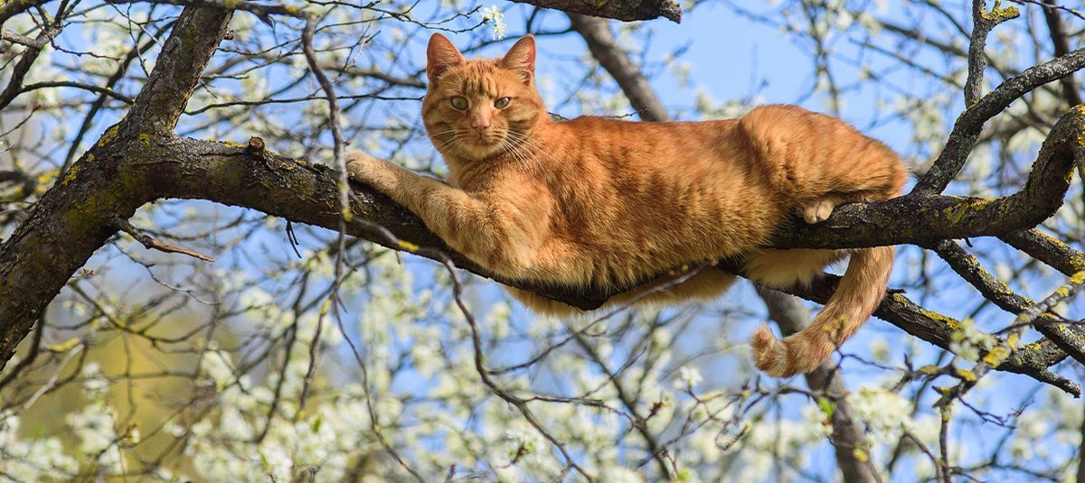 Comment retrouver un chat perdu étape par étape ?