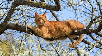 Comment retrouver un chat perdu étape par étape ?