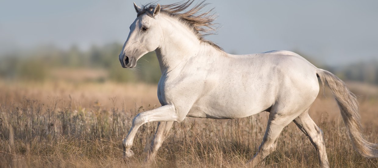 Lusitanien, le cheval portugais pour le dressage et l’équitation de travail 