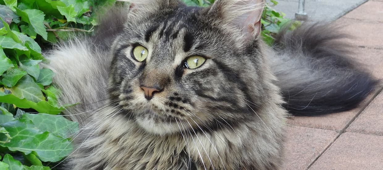 Maine Coon : un chat de grande taille sociable, intelligent et joueur