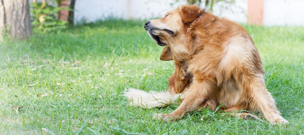 Otite chez le chien : recourir à un remède maison ou aller directement chez le vétérinaire ?
