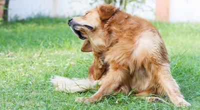 Otite chez le chien : recourir à un remède maison ou aller directement chez le vétérinaire ?