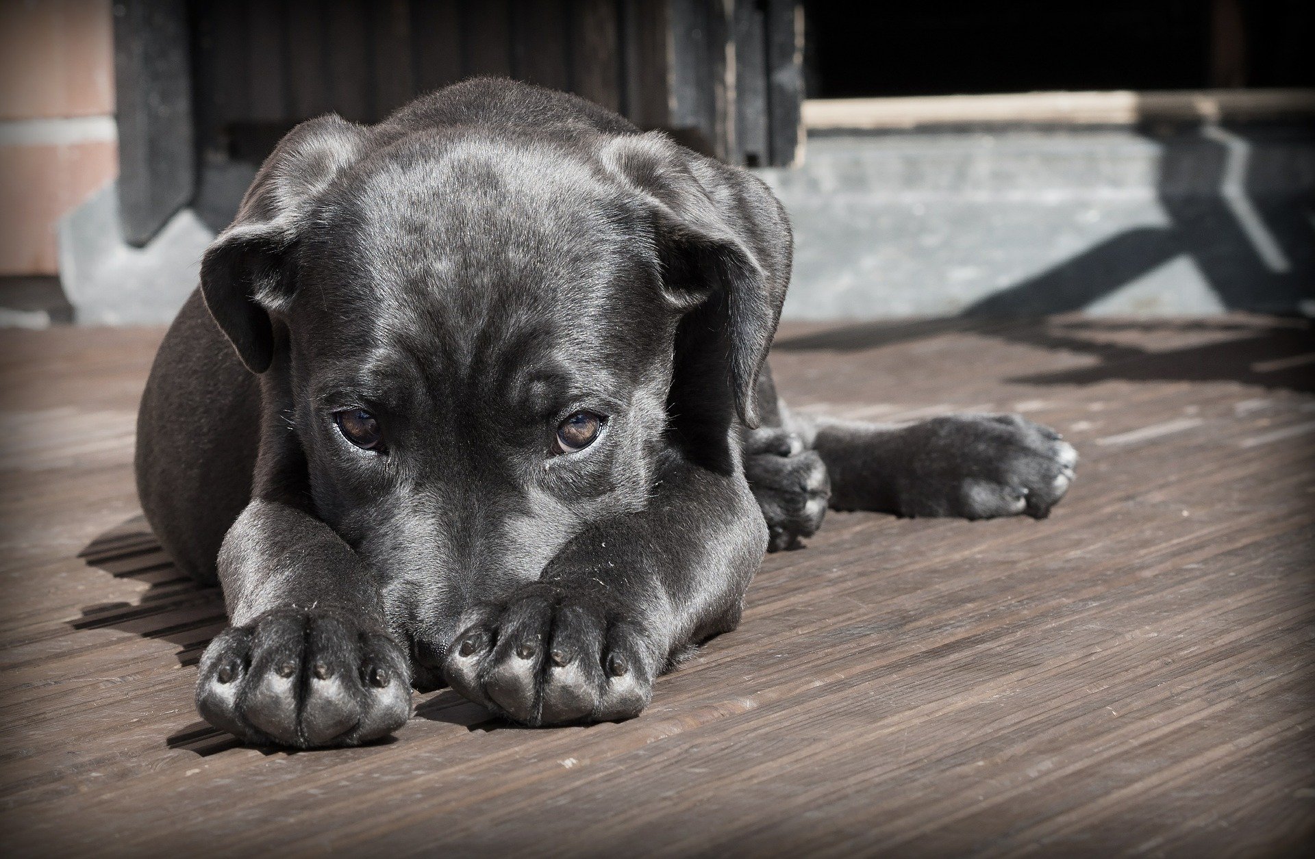 Mon Chien A Mangé Du Chocolat Que Faire Quels Risques Et