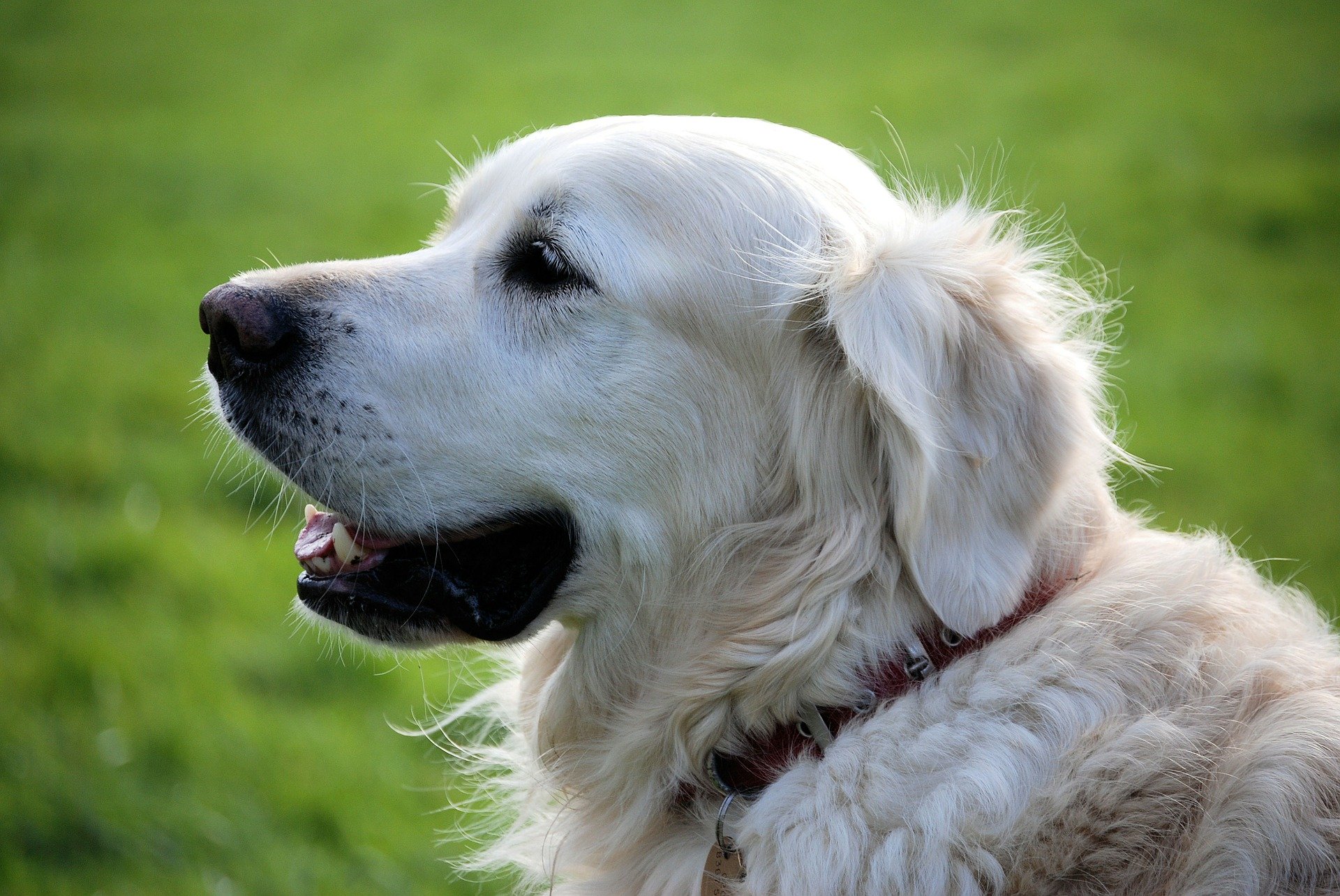 Âge du chien: calcul en équivalent humain, âge adulte et vieillesse