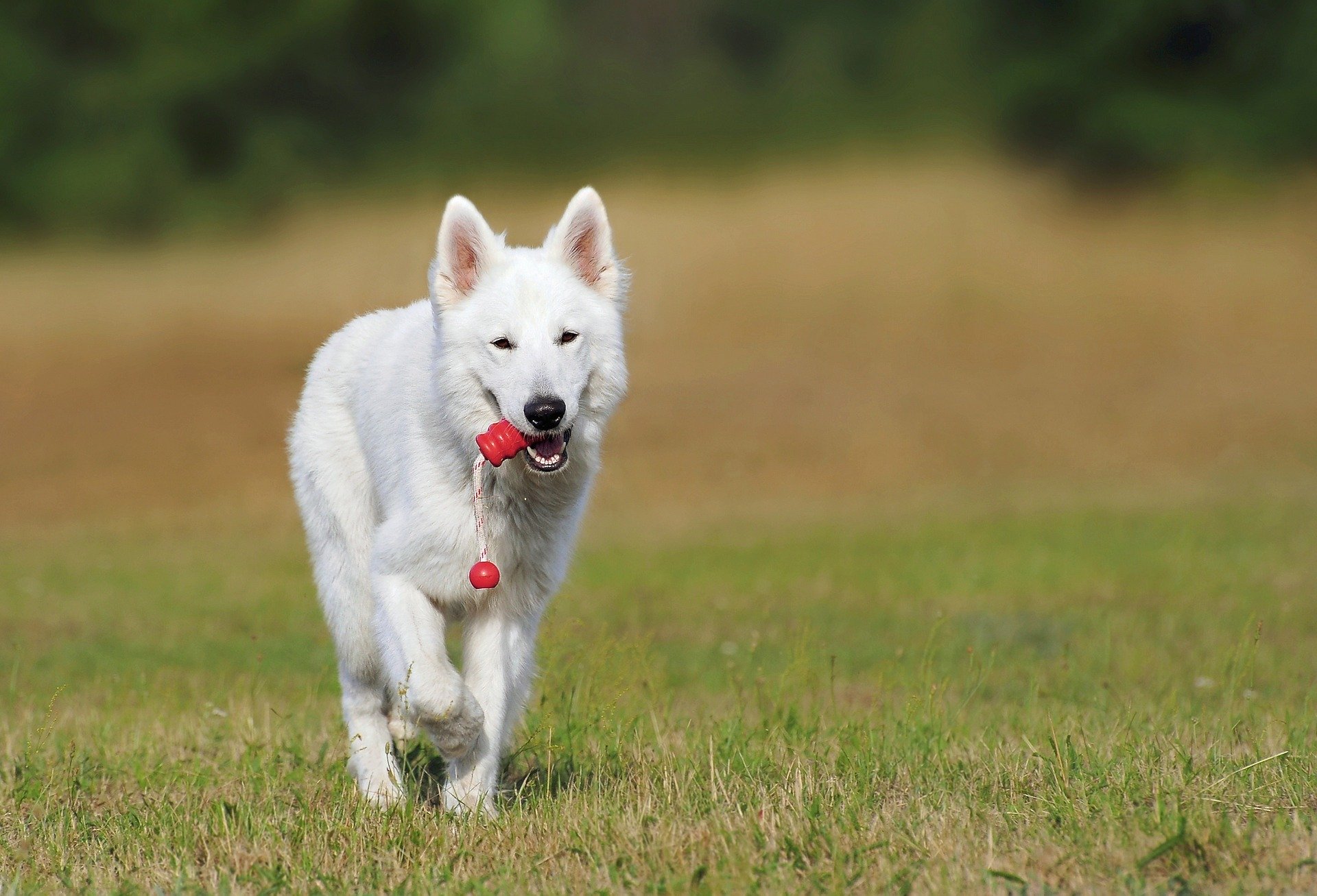 Le Berger blanc suisse : un chien de berger robuste, vif et intelligent