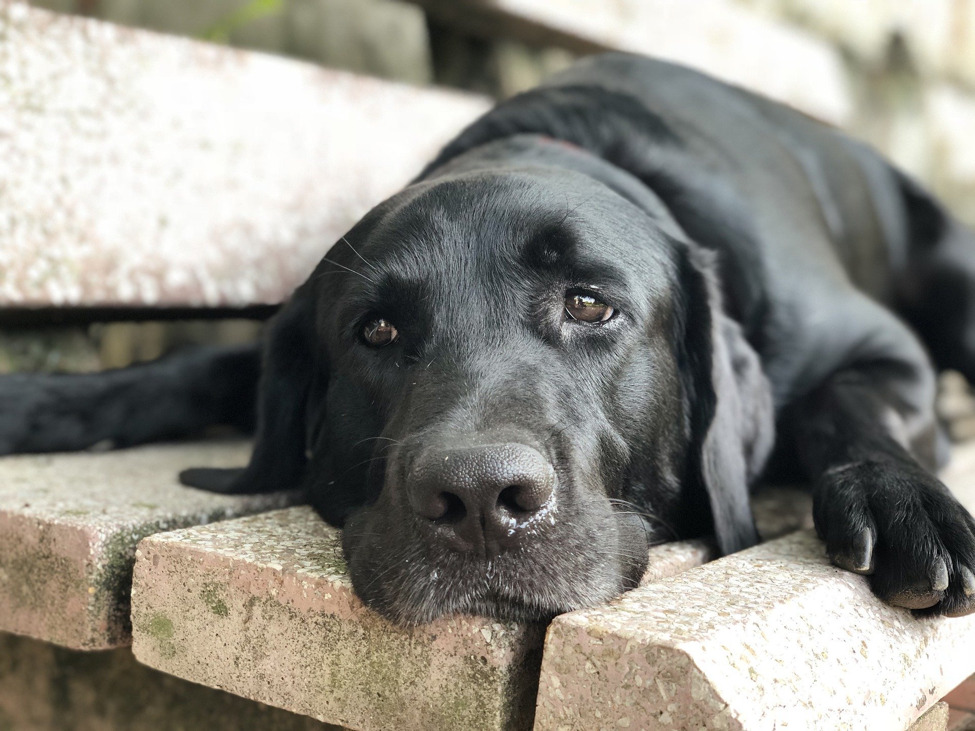 Teigne du chien : symptômes, contagion, diagnostic, traitement, prévention