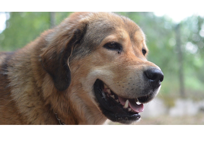 Le dogue du Tibet