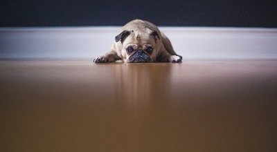 Chien qui pleure : pourquoi, que faire ? La nuit, en voiture...