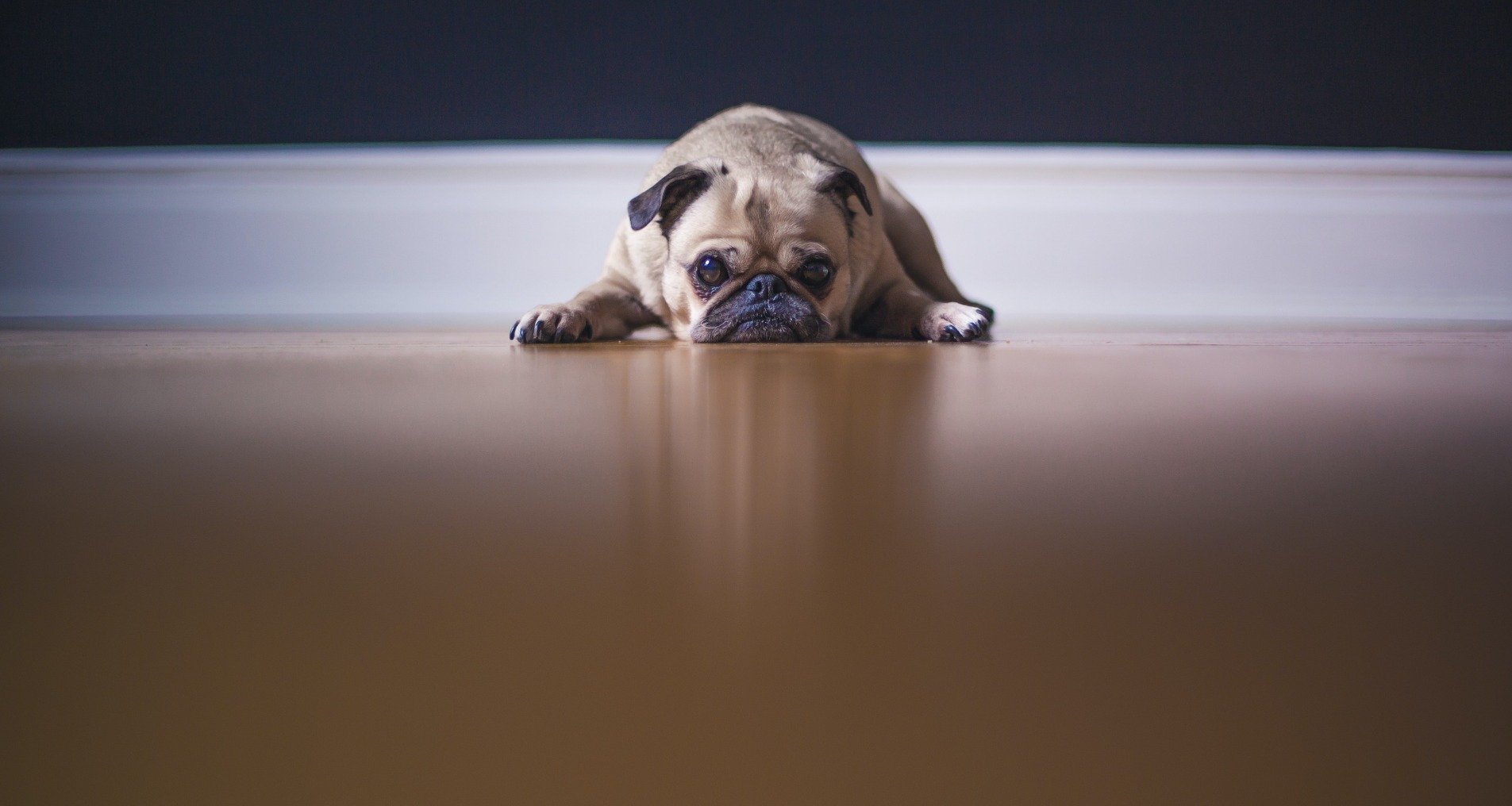 Chien qui pleure Pourquoi ? Que faire ? Et la nuit, en voiture
