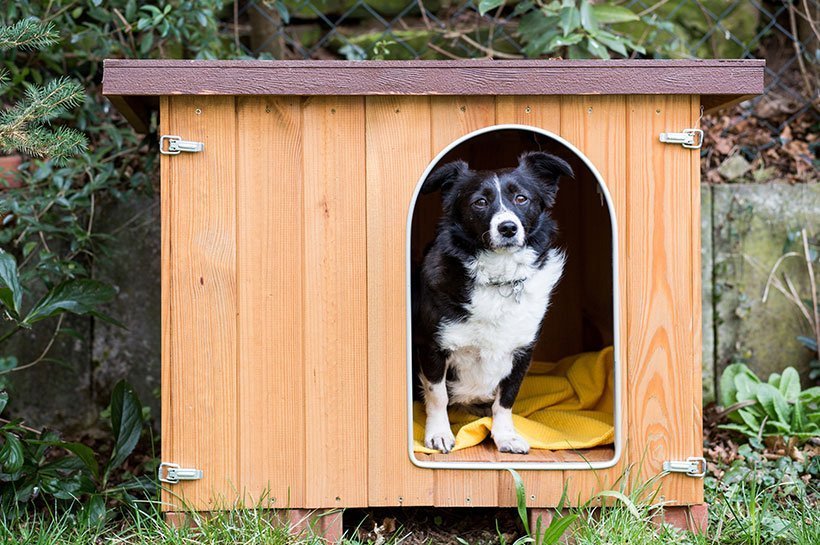 un chien noir et blanc dans sa niche pour chien xxl