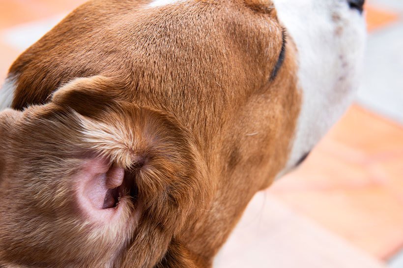Gros plan sur la partie interne de l'oreille droite d'un chien