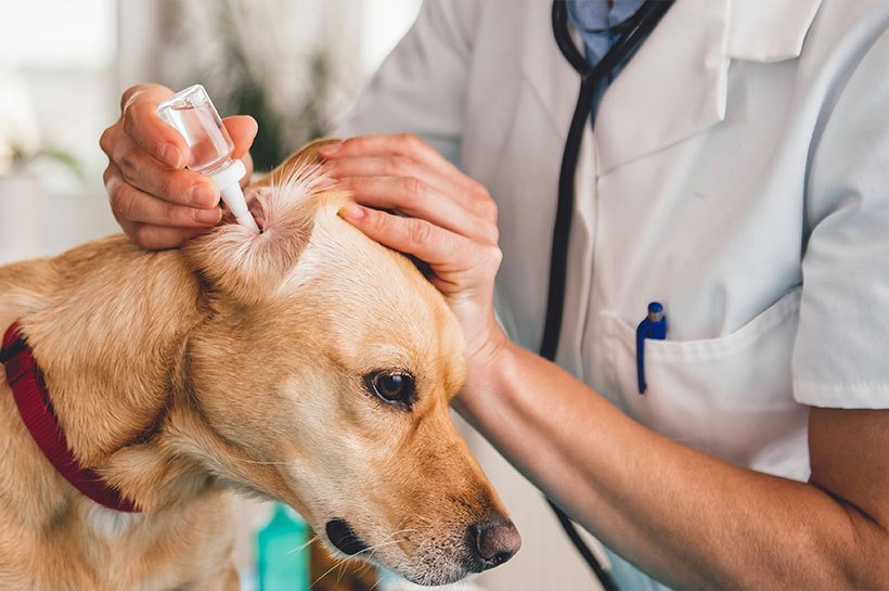 Vétérinaire en train de mettre des gouttes dans l'oreille d'un chien