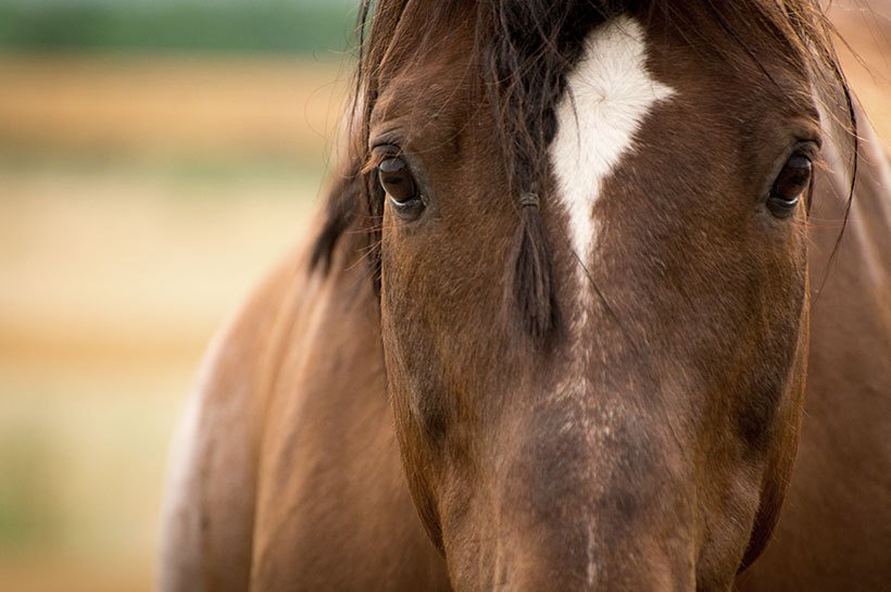 gros plan sur la tête d'un cheval de face