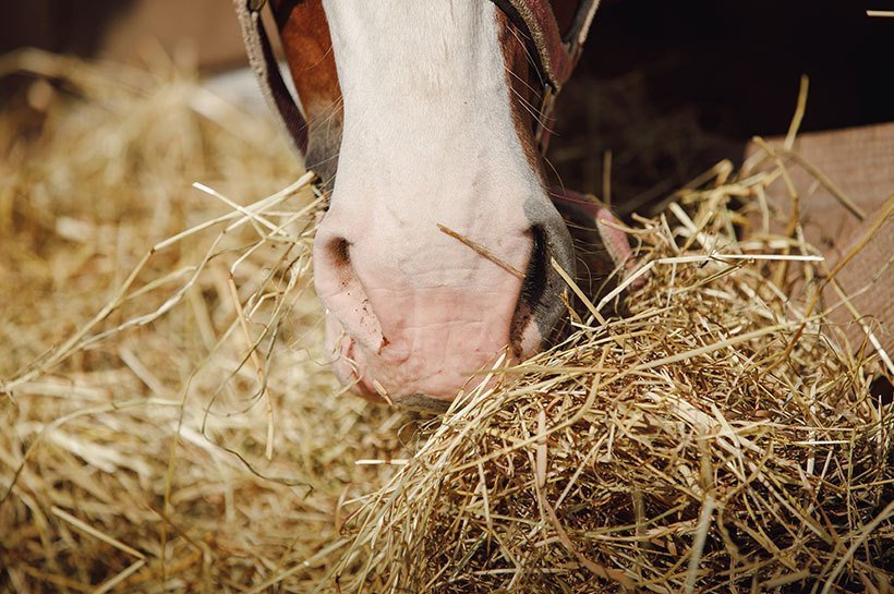 Un cheval en train de manger du foin