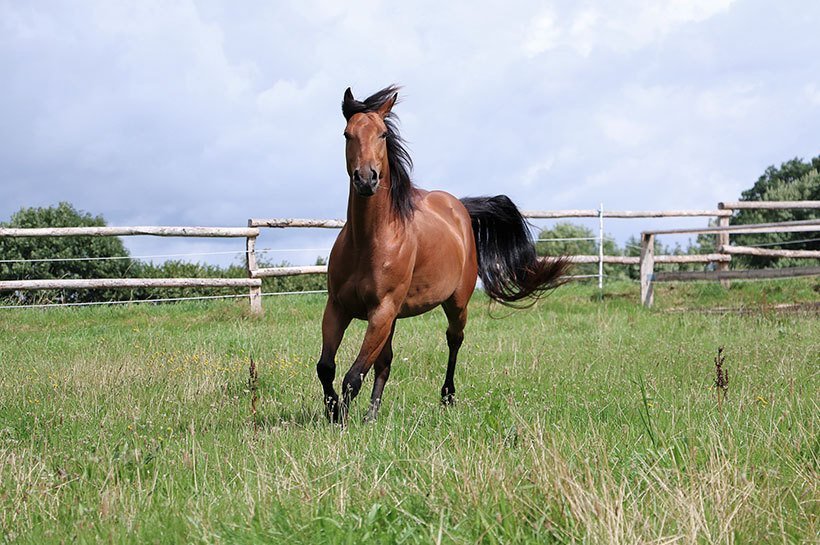 Cheval au pré en train de galoper