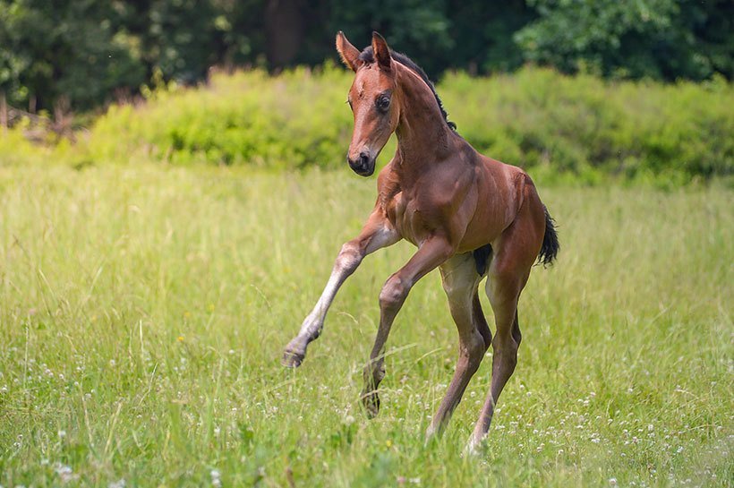 un jeune poulain qui découvre les joies du déplacement dans la prairie