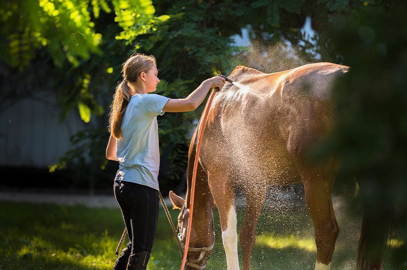 Jeune fille en train d’arroser son cheval avec un tuyau en été