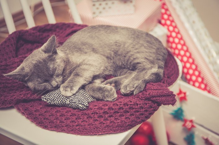 Chat gris dormant sur une chaise sur laquelle se trouve une écharpe violette. Des cadeaux sont visibles à l'arrière-plan. 