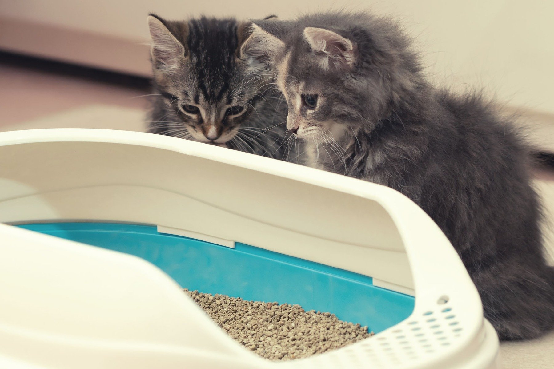 deux petits chatons regardant curieusement leur litière litiere chats