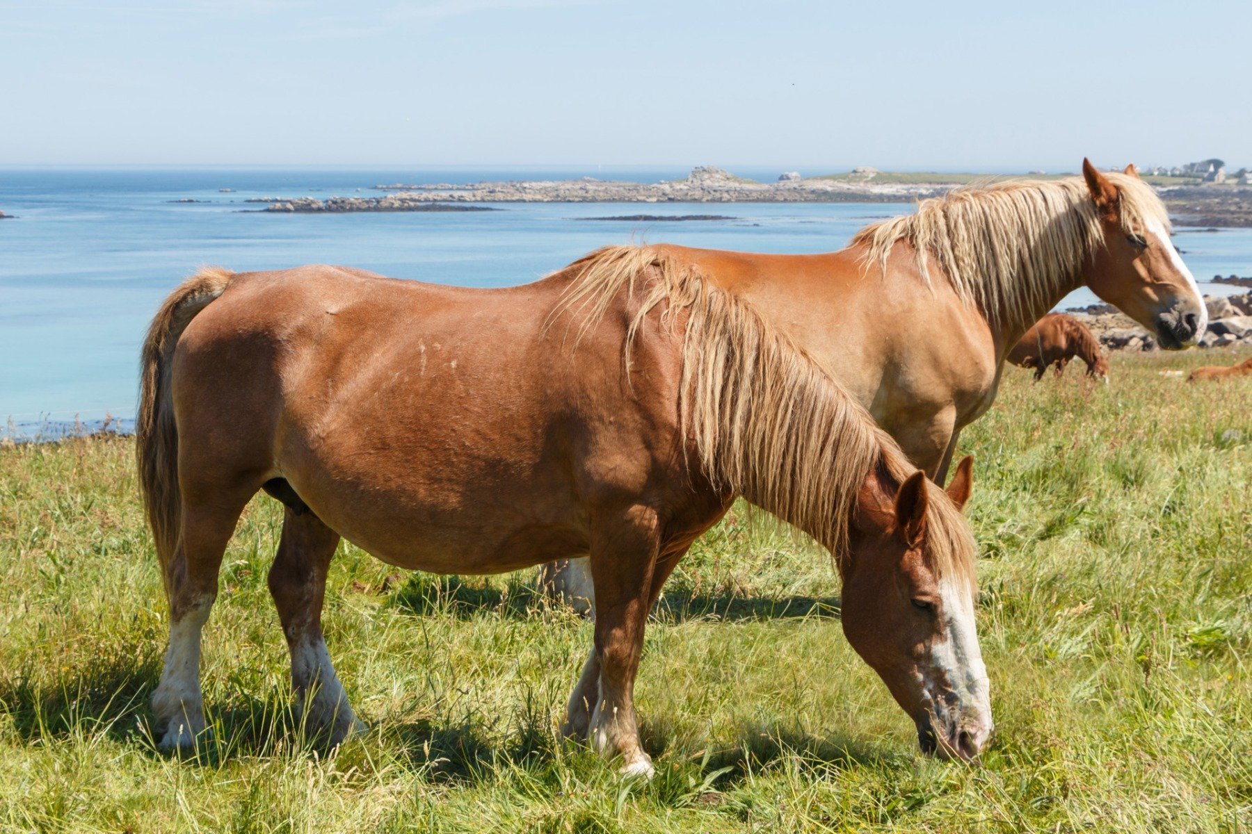 Trait breton en train de brouter de l’herbe