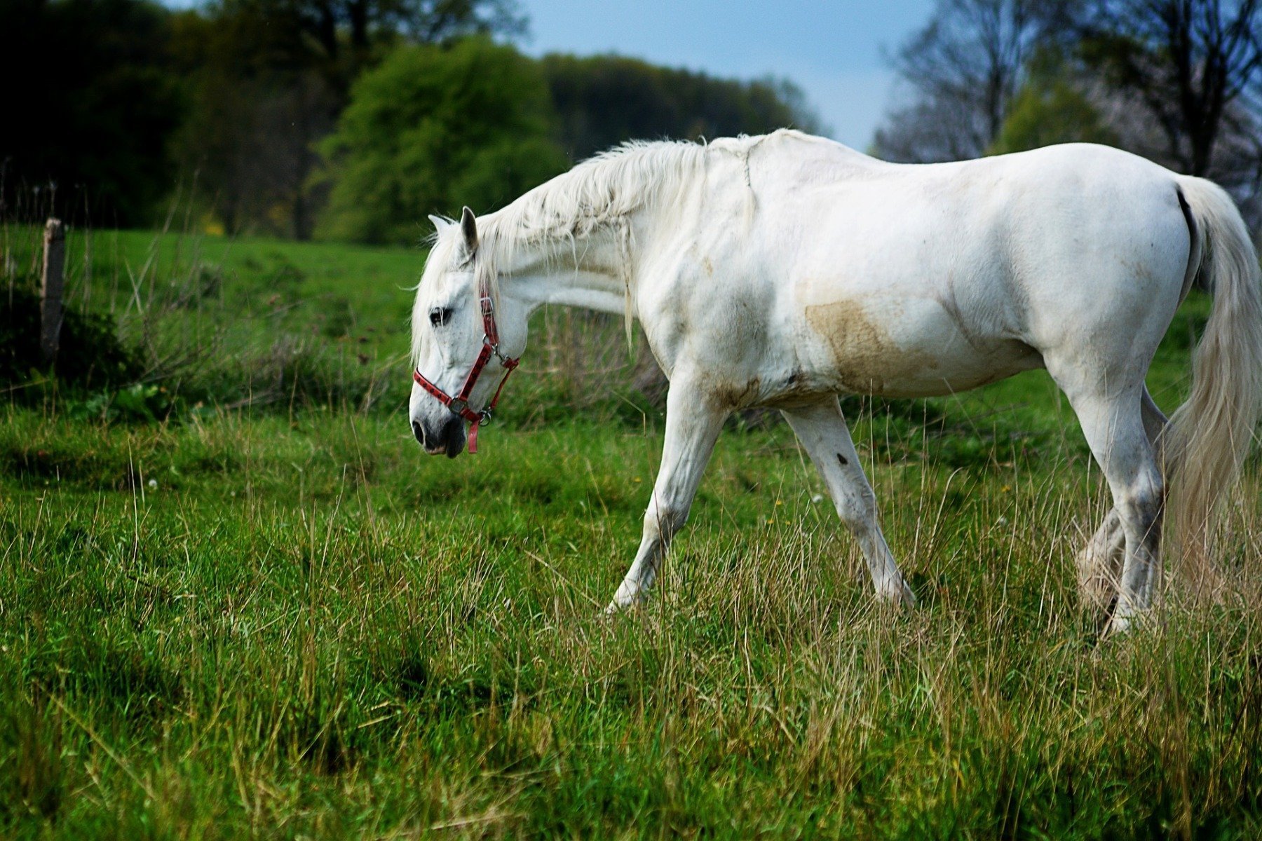 Cheval en train de paître dans un champ