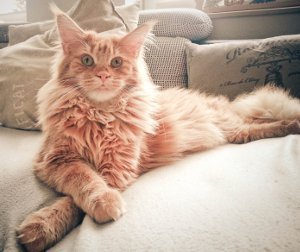 Croquettes Pour Hypoallergenique Chats Commander En Ligne Des Maintenant La Qualite Premium Josera Croquettes Pour Hypoallergenique Chats Commander En Ligne Des Maintenant La Qualite Premium Josera