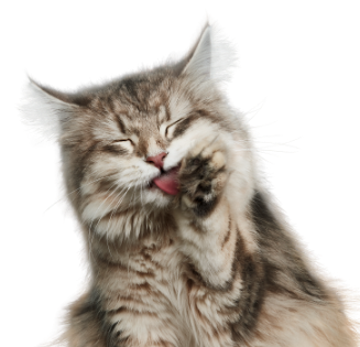 chat