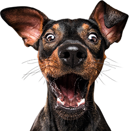 chien