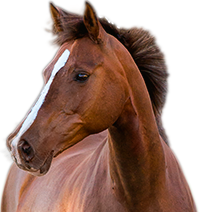 cheval