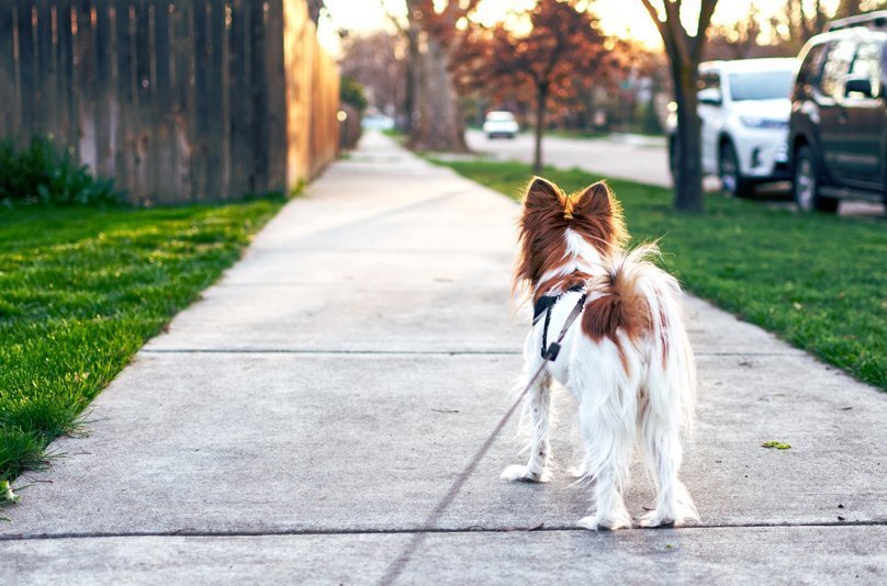 promener-le-chien