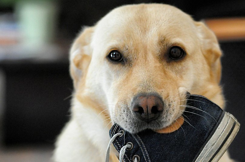 chien-aide-dans-le-ménage