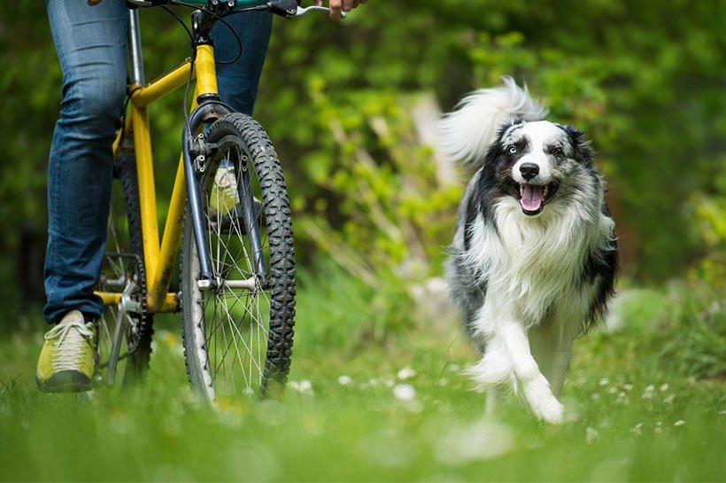 Au mileu de la nature vous apprenez sereinement à faire du vélo avec votre chien sans les dangers de la ciculation