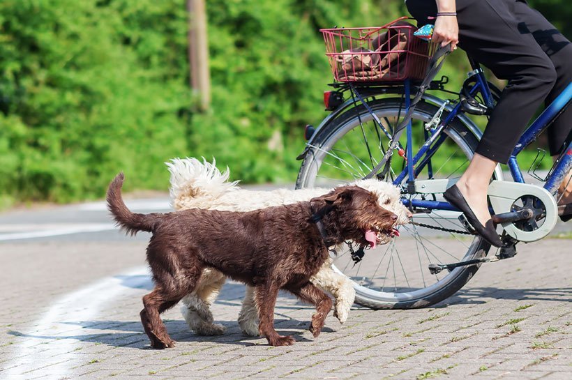 Ayez toujours de l'eau sur vous pour étancher la soif de votre chien lors de sorties en vélo