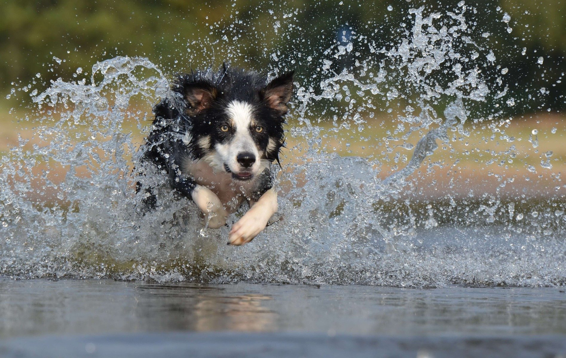 Border Collie qui court dans l'eau