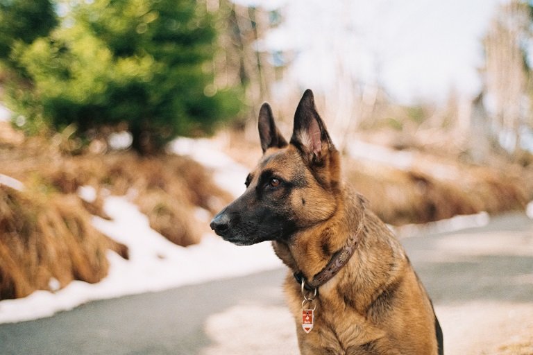 Chien malinois dans l'herbe