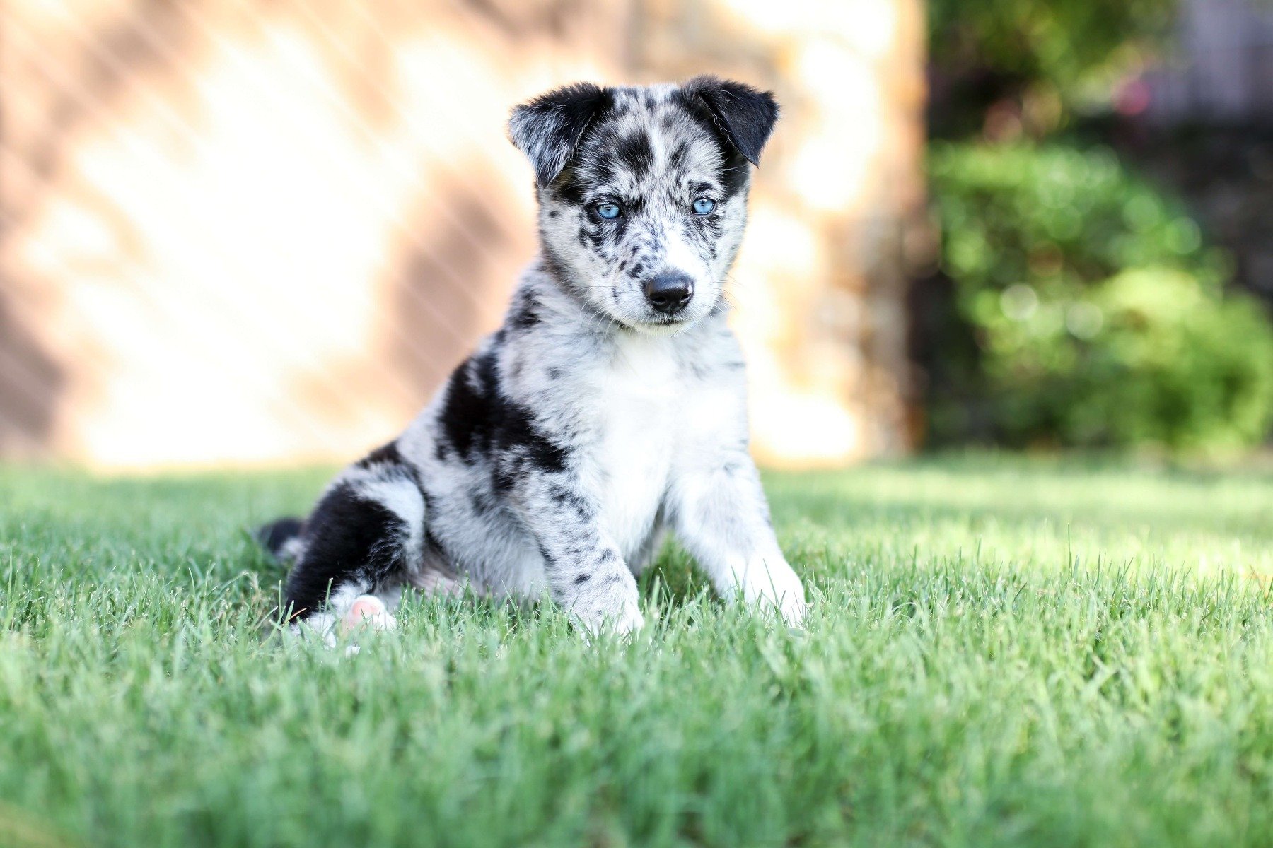 Un caniche joue dans l'herbe